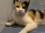 Liebes Katzenmädel Roma (ALO) - Geisenheim