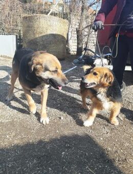 Berta, schüchterner Schäferhundmischling - Remagen