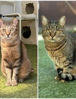 🆘✨🐾 Kazu & Aiko 🐾✨🆘 - Eislingen (Fils)