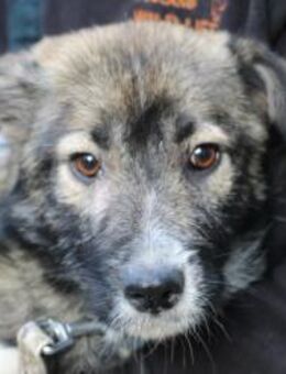 Ava - verschmust u. kinderlieb - Lohra