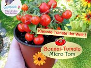 ♥ BONSAI Zimmer Tomate Micro Tom rot Samen Alte Sorte,Tulpenstolz,Zwergtomate,samenfest,Minitomate für Balkon und Töpfe Garten - Hamburg