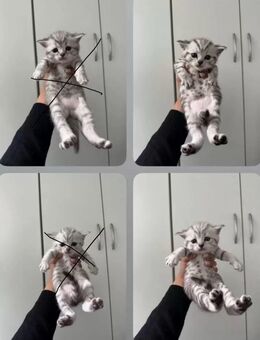 Britisch Kurzhaar Kitten in Teddy-Variante – geboren am 09.05.2025 - Berlin