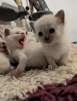 Unsere kleinen Herzensbrecher Kitten - Mönchengladbach
