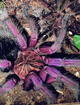 Pamphobeteus spec. machalla - Braunschweig