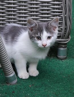 Sechs putzmuntere Katzenbabys abzugeben - Calau