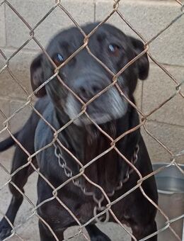 ORSON - kinderlieber Familienhund...... - Kempen