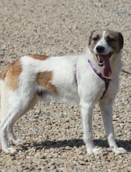 Willow eignet sich gut als Familienhund - Schwarmstedt