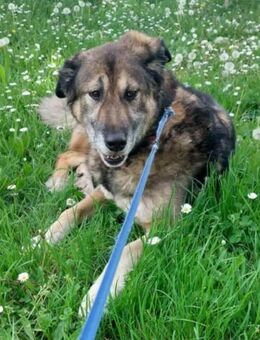 ♥REX♥ Deutscher-Schäfi-Mix-Goldjunge - Hamburg