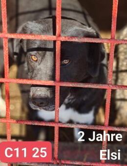 Elsi - braucht ein Zuhause - Willich