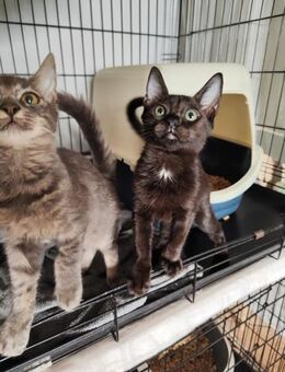 Emily & Amelia aus dem Tierschutz - Grevenbroich