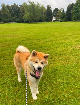 Akita Inu – liebevoller Rüde sucht neues Zuhause (Privatverkauf) - Bad Wurzach Zentrum