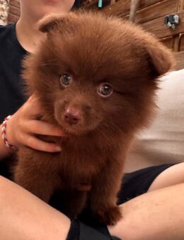 Kleinspitz Chihuahua Welpe - Delmenhorst