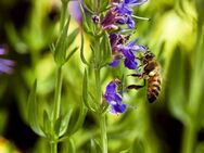 Eisenkraut Samen Ysop Verbenen Bienenkraut winterhart Kräuter Tee Ysopsamen Kräutergarten Heilkraut Duft Eisenkrautsamen blau lila Eisenkrautsamen Gartenkräuter DIY duftet zitronig garden heimisches wildflower Geschenk flower Vatertag Ostern Geschenk I - Pfedelbach