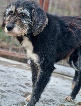 DALMA - Gnadenbrotplatz gesucht - Weilheim (Oberbayern)