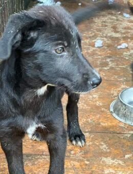 Quinn hat überlebt - Steinhagen (Nordrhein-Westfalen)