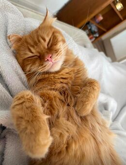 Kater sucht neues Zuhause - Berlin