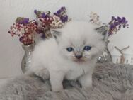 Reinrassige BKH Kitten suchen neues Zuhause - Braunschweig