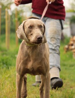 Füge VA charakterstarker Weimaraner - Neustadt (Rübenberge)