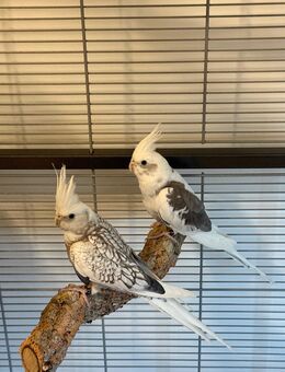 Nymphensittich Pärchen - Zürich