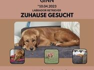 Rohdiamand Ginn sucht Zuhause - Lippetal