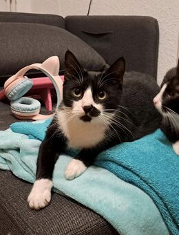 Katzenweibchen Minni - Wittenberg (Lutherstadt)