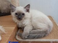 Ragdoll-Kitten reinrassig - Altenpleen