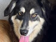 ❣️ Herzlicher Jax ❣️ - Eislingen (Fils)