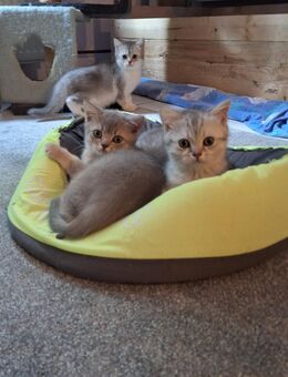 BKH Kitten 3 Jungs frei - Hörstel