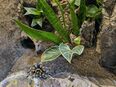 Brachypelma hamorii mit schönem Exoterra-Terrarium in 36093