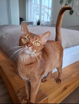 Abessinier Variant Katze - Laichingen