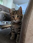 Bengal Mix Kätzchen in 47906