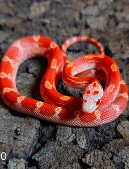 Hypo Blood Motley Pied, Blood Motley Pied, Hypo Blood Pied - Schwelm