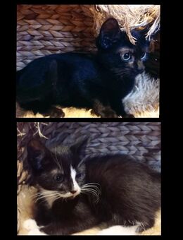 Katzenbabys,Maine coon - Hauskatze Schildpatt - Zarrentin (Schaalsee)