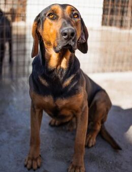 Levi 💗 schüchterner, lieber Hundebub! - Hamburg