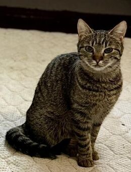 Queeny wartet auf ihr Für-immer-Zuhause! - Waakirchen