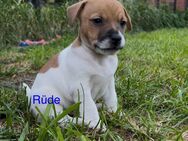 Jack Russell Welpen - Ihlow (Niedersachsen)