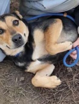 Zelda sucht nach ihrem Körbchen - Nordwalde