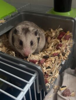 Goldhamster - Dittelsheim-Heßloch