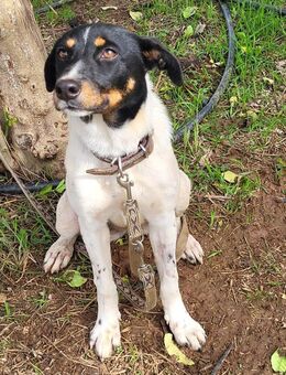 BRISA ❤️ kleine Frohnatur, Immenhausen - Kissing