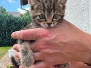 Verkaufe junge BKH Mix Kater - Herzberg (Elster)