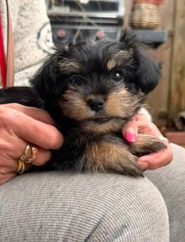 Kleiner Shorkie - Hamburg