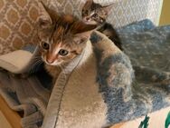 Kitten suchen zuhause auf Lebenszeit - Zschopau