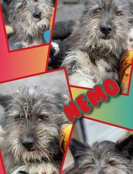 Struppi Nemo wartet aufs Glück! - Nürnberg