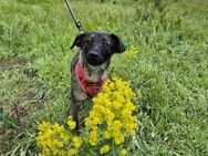 Liebe Nala sucht eine Familie - Kleinostheim