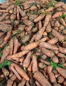 Möhren, Karotten in 01833