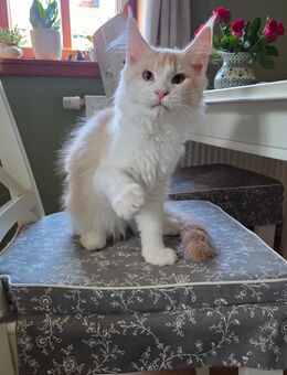 Maine Coon Kater in cream-silver-tabby-white sucht noch das passende Zuhause - Freital