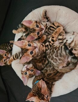 Bengal Kitten - Erfurt
