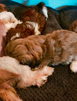 Shih-Tzu Welpen - Lauda-Königshofen