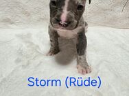 American Bully Welpen - Brandenburg (Havel)