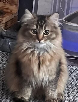Jungkater sucht Zuhause Main Coon /BKH Mix - Burghausen